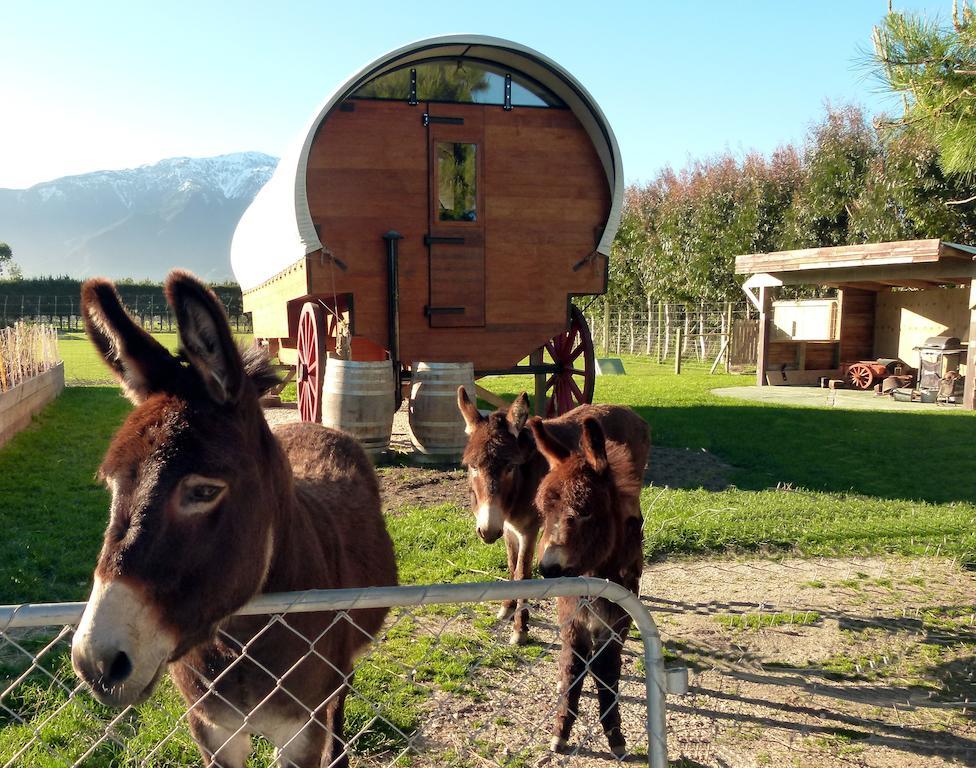 Wacky Stays - Unique Farm-Stay Glamping Rentals, Free Animal Feeding Tours Kaikoura Extérieur photo